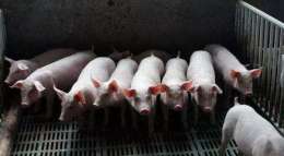 邦养猪猪肉质量追踪系统APP开发