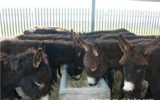 东光县大型肉驴养殖效益基础母驴价格