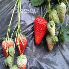 红颜草莓苗价格 山东低价红颜草莓苗出售
