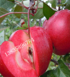 矮化红心苹果苗 红肉苹果苗价格 山西种苗