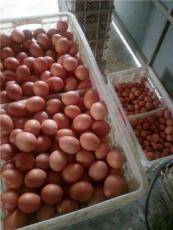 蛋壳变红的添加剂厂家怎样能让蛋壳颜色变红