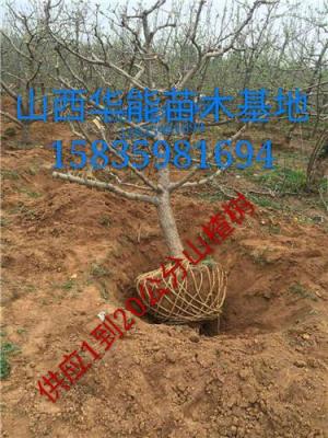 15公分山楂樹價格 20公分山楂樹哪里有