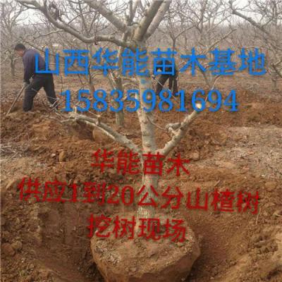 15公分山楂樹價格 20公分山楂樹哪里有