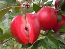 武安耐寒苹果苗新品种推荐种植