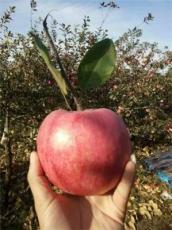 秦皇岛山莎苹果苗新品种