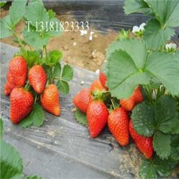 购买草莓苗 新兵农业红颜草莓苗章姬草莓苗