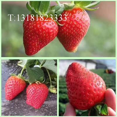 购买草莓苗 新兵农业红颜草莓苗章姬草莓苗