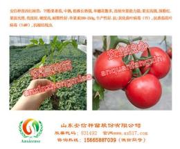 供应徐州西红柿苗圣罗兰3689