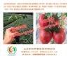 供应扬州西红柿苗圣罗兰3689