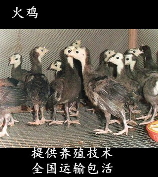 贵州火鸡苗出售-火鸡苗多少钱一只