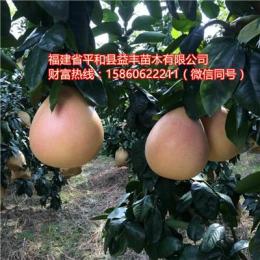 贵州哪里有卖山红蜜柚苗贵州山红蜜柚苗