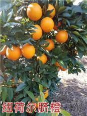 脐橙纽荷尔新系湖南树人供应优质脐橙品种苗