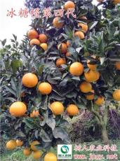 高糖售价高品种锦蜜冰糖橙供应云南柑橘苗