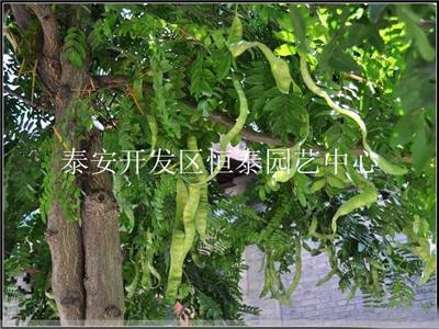 批发零售10-15公分绿化工程专用皂角树