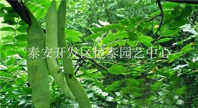 批发零售10-15公分绿化工程专用皂角树