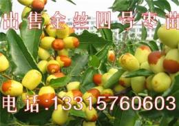 出售四号枣树苗 南方地区首选新品种