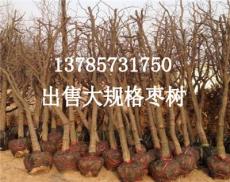 出售5公分枣树苗 5公分枣树价格 新品种