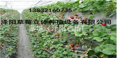 泽阳草莓立体种槽出售立体种植设备