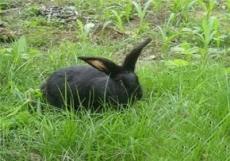 莲山黑兔多少钱一只去哪里可以买到种兔