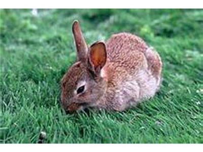 一只比利时种兔多少钱