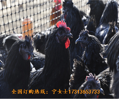 崇州九斤黃雞苗批發(fā)