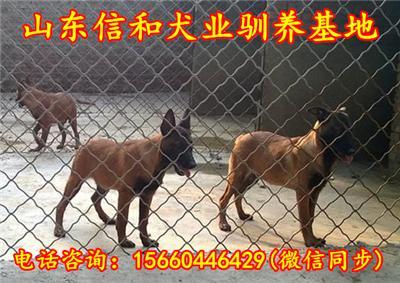 纯种马犬幼犬价格多少钱