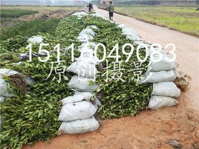 60公分油茶容器杯苗嫁接油茶容器苗