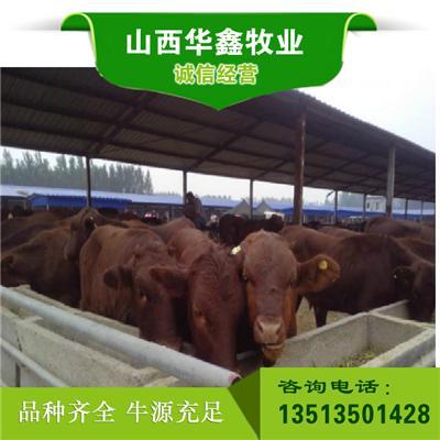三个月肉牛犊价格 专业养殖肉牛