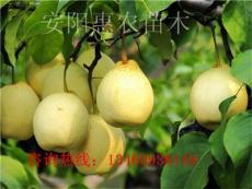 扬州哪里有梨树苗种植基地
