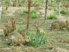 杂交野兔 长毛兔 肉兔种兔价格