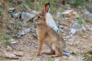 杂交野兔 野兔养殖 一只杂交野兔多少钱