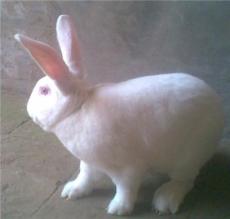 肉兔多少钱一只 新西兰兔肉兔 肉兔种兔养殖