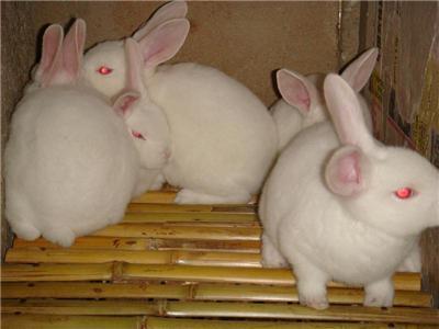肉兔多少钱一只 新西兰兔肉兔 肉兔种兔养殖