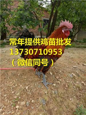 四川甘孜白玉縣綠殼蛋雞苗在那里買