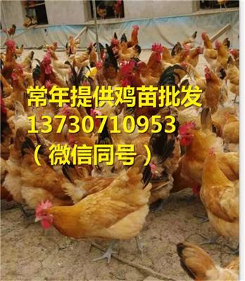 四川成都青白江區三黃雞苗孵化場 三黃雞苗