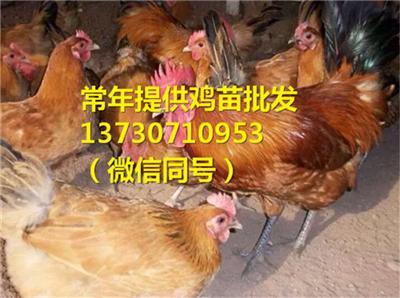 四川成都青白江區三黃雞苗孵化場 三黃雞苗