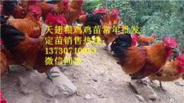 四川阿坝汶川县优质土鸡苗孵化场 优质土鸡