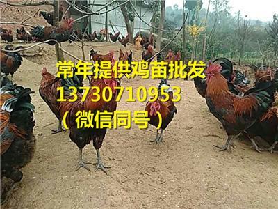 四川阿壩九寨溝縣青腳麻土雞苗疫苗防疫