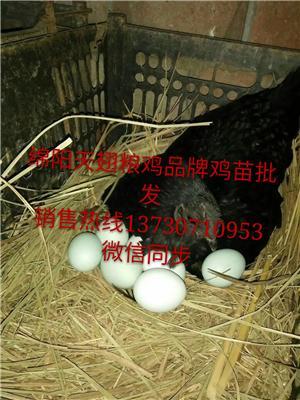 四川阿壩九寨溝縣青腳麻土雞苗疫苗防疫