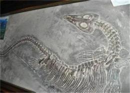 鱼龙化石近日收购价格