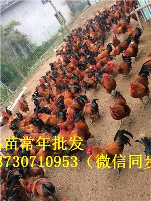 四川西昌普格縣三黃雞苗投資成本 三黃雞苗