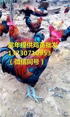 四川阿壩黑水縣血毛土雞苗圖片 血毛土雞苗