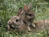 杂交野兔肉兔养殖场 河北肉兔养殖基地