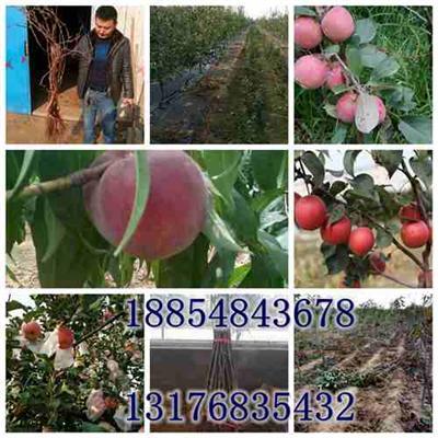 山东泰安黑珍珠樱桃苗种植方法