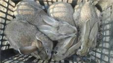 杂交野兔价格绿源兔业