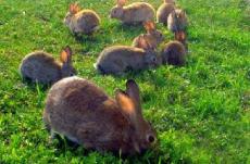 肉兔养殖经济效益分析 肉兔养殖效益分析