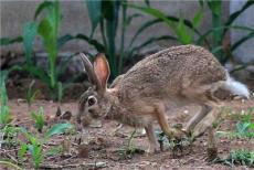 兔舍建造要求 兔子养殖场 种兔育种需要条件