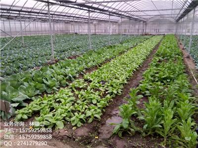 广东有机肥价格 生物生态肥料