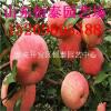 基地大量出售各种规格苹果树苗 2 3公分苹果