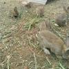 野兔养殖技术和管理
